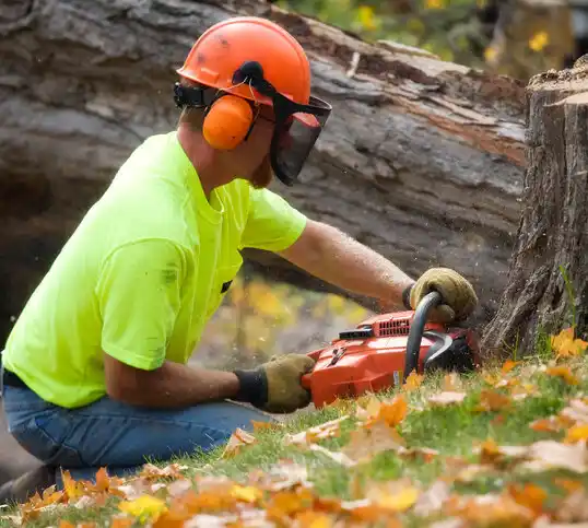 tree services Oakwood